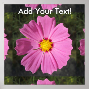 Cosmos Pink-Blume Poster
