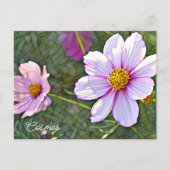 Cosmos Postkarte (Vorderseite)