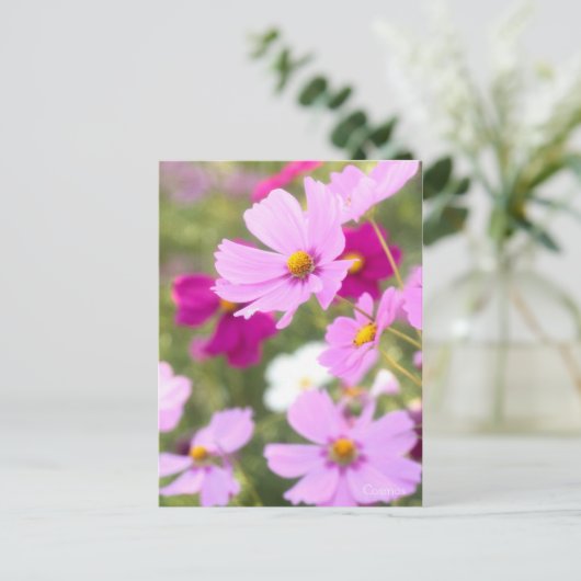 Cosmos ［ Postkarte ］ (Stehend Vorderseite)
