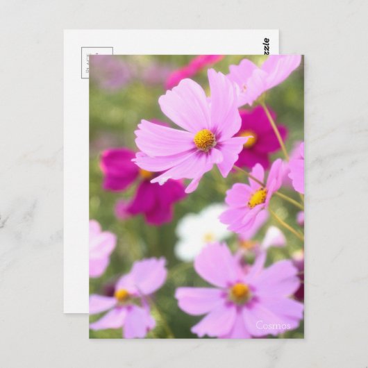 Cosmos ［ Postkarte ］ (Vorne/Hinten)