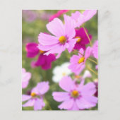 Cosmos ［ Postkarte ］ (Vorderseite)