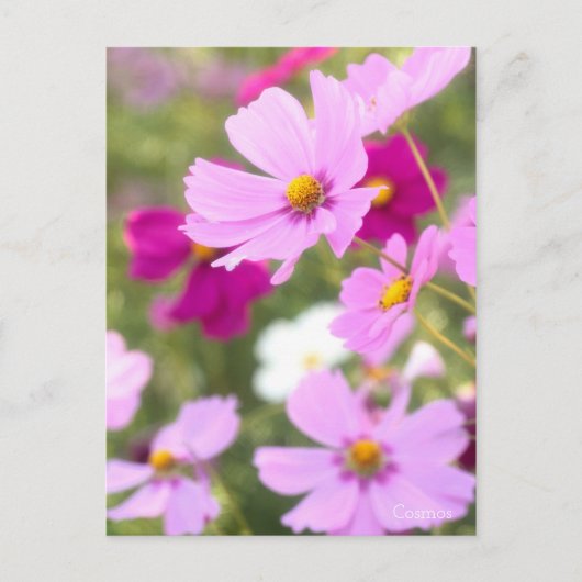 Cosmos ［ Postkarte ］ (Vorderseite)