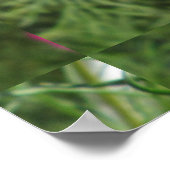 Cosmos Red Blume Poster (Ecke)