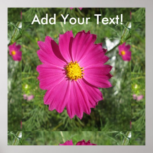 Cosmos Red Blume Poster (Vorne)