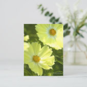 Cosmos "Yellow Campus": Postkarte (Stehend Vorderseite)