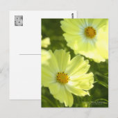 Cosmos "Yellow Campus": Postkarte (Vorne/Hinten)
