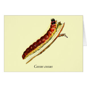 Cossus cossus Raupe