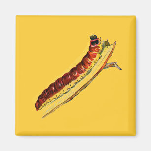 Cossus cossus Raupe Magnet