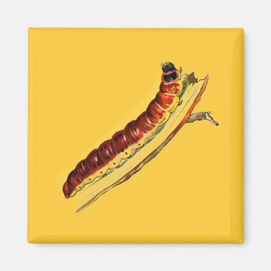 Cossus cossus Raupe Magnet (Vorne)