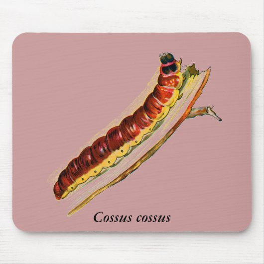 Cossus cossus Raupe Mousepad (Vorne)