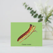 Cossus cossus Raupe Postkarte (Stehend Vorderseite)