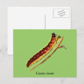 Cossus cossus Raupe Postkarte (Vorne/Hinten)
