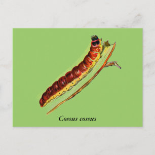Cossus cossus Raupe Postkarte