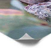 Costa Hummingbird und Babes Poster (Ecke)