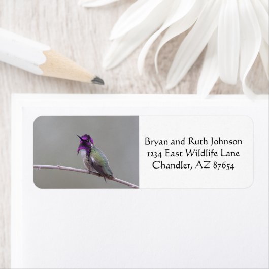 Costa-Kolibri (Insitu)