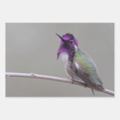 Costa-Kolibri Geschenkpapier Set (Vorderseite)