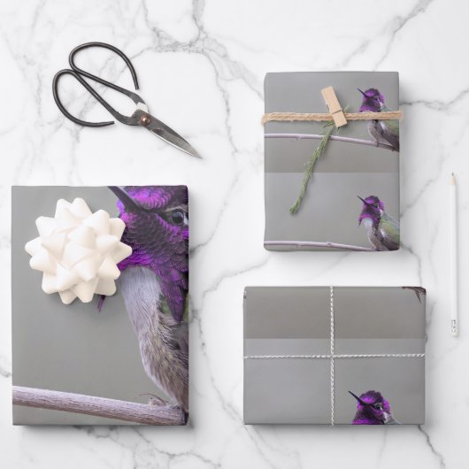 Costa-Kolibri Geschenkpapier Set (Vorderseite)