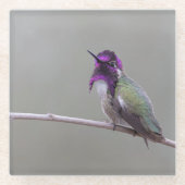 Costa-Kolibri Glasuntersetzer (Vorderseite)