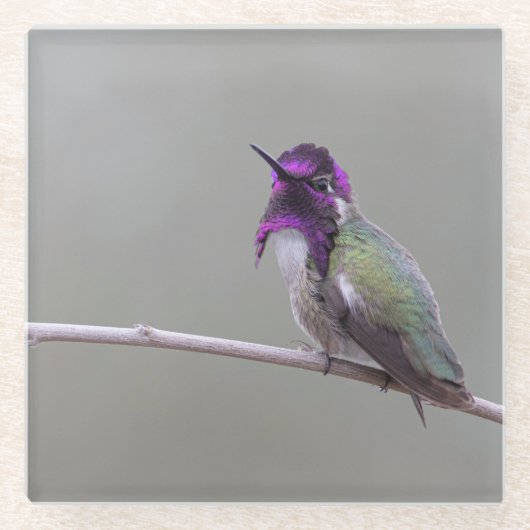 Costa-Kolibri Glasuntersetzer (Vorderseite)