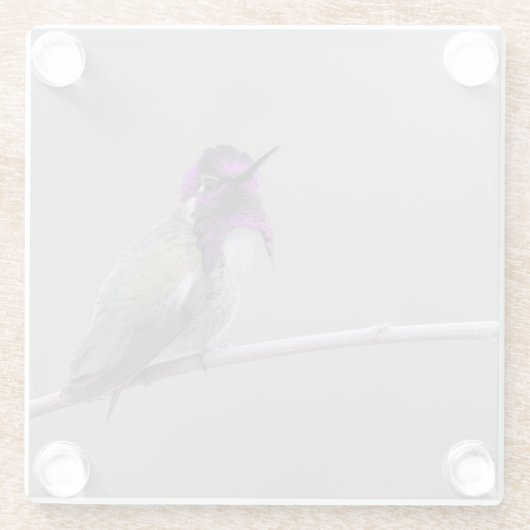 Costa-Kolibri Glasuntersetzer (Rückseite)