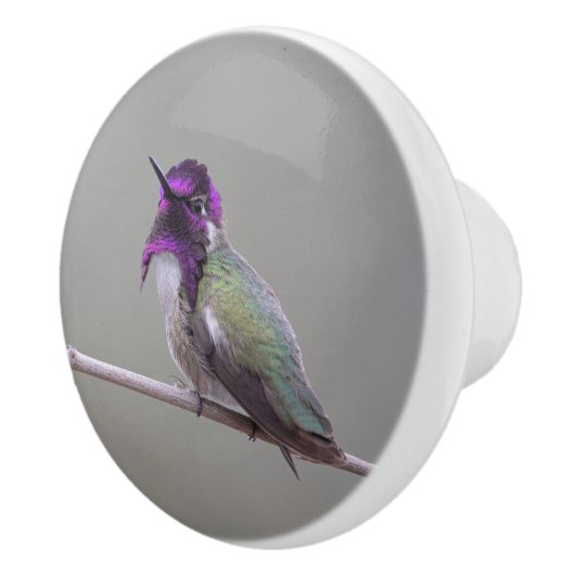 Costa-Kolibri Keramikknauf (Rechts)