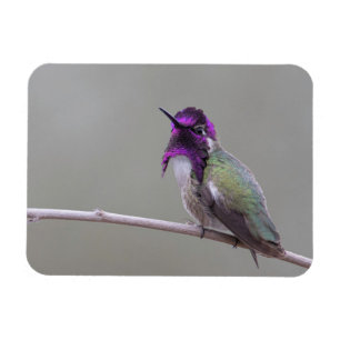 Costa-Kolibri Magnet