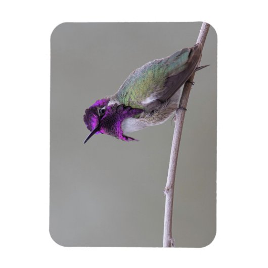 Costa-Kolibri Magnet (Vertikal)