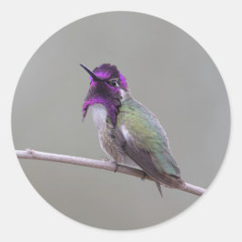 Costa-Kolibri Runder Aufkleber