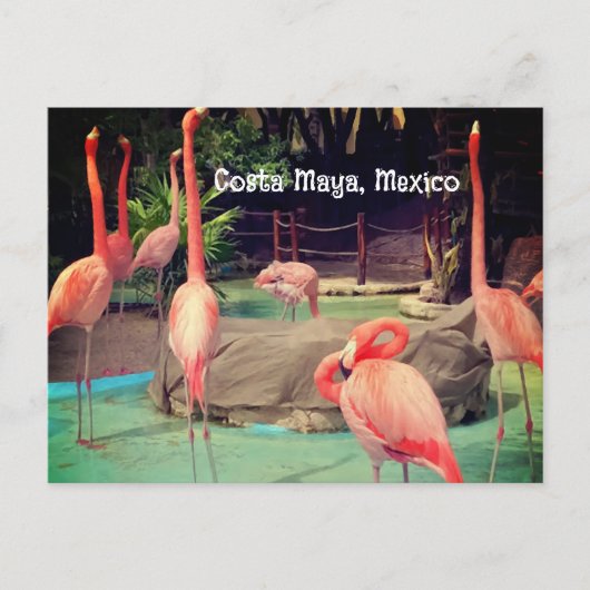 Costa Maya Mexico Postcard Postkarte (Vorderseite)