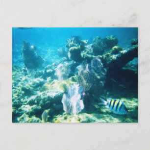 Costa Maya Reef Customizable Postkarte