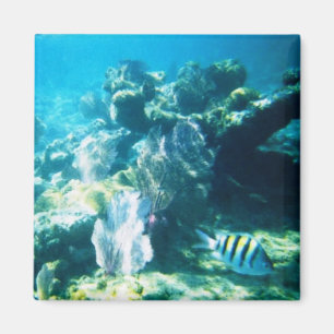 Costa Maya Reef Magnet