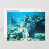 Costa-Maya-Riff kundengerecht Postkarte (Vorne/Hinten)