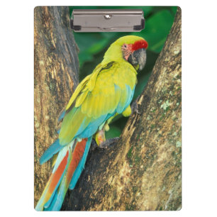 Costa Rica, Ara Ambigua, Große Grüne Ara. Klemmbrett