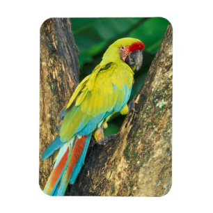 Costa Rica, Ara Ambigua, Große Grüne Ara. Magnet