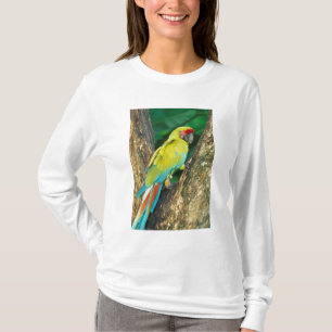 Costa Rica, Ara Ambigua, Große Grüne Ara. T-Shirt