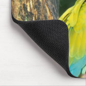 Costa Rica, Ara Ambigua, Großer grüner Ara. Mousepad (Ecke)