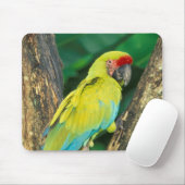 Costa Rica, Ara Ambigua, Großer grüner Ara. Mousepad (Mit Mouse)