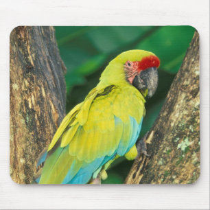 Costa Rica, Ara Ambigua, Großer grüner Ara. Mousepad