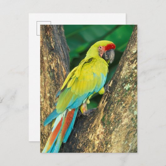 Costa Rica, Ara Ambigua, großer grüner Macaw. Postkarte (Vorne/Hinten)