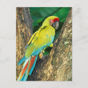 Costa Rica, Ara Ambigua, großer grüner Macaw. Postkarte