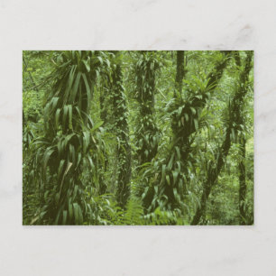 Costa Rica, Arenal-Nationalpark, Regenwald Postkarte