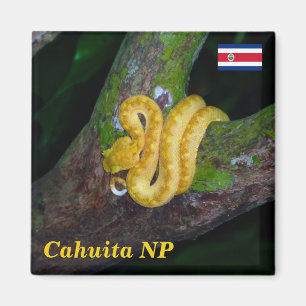 Costa Rica, Cahuita Nationalpark - Eyelash Viper Magnet