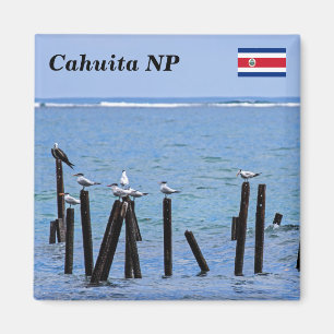 Costa Rica, Cahuita Nationalpark - Royal Terns Magnet