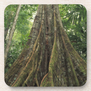 Costa Rica, Corcovado Nationalpark, Buttressed Getränkeuntersetzer