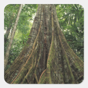 Costa Rica, Corcovado-Nationalpark, gestützt Quadratischer Aufkleber