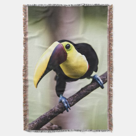 Costa Rica Decke (Vorderseite Vertikal)