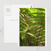 Costa Rica Farbmuster Postkarte (Vorne/Hinten)