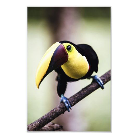 Costa Rica Fotodruck (Vorne)