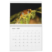 Costa Rica-Frosch-Kalender Kalender (Mär 2027)