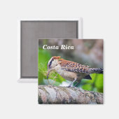 Costa Rica - Großer Antshrikanvogel Magnet (Vorderseite/Rückseite)